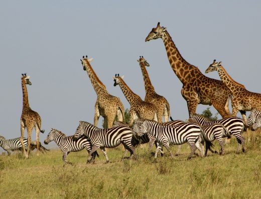 15 Days, 14 nights Disability Friendly Safari In Magical Kenya