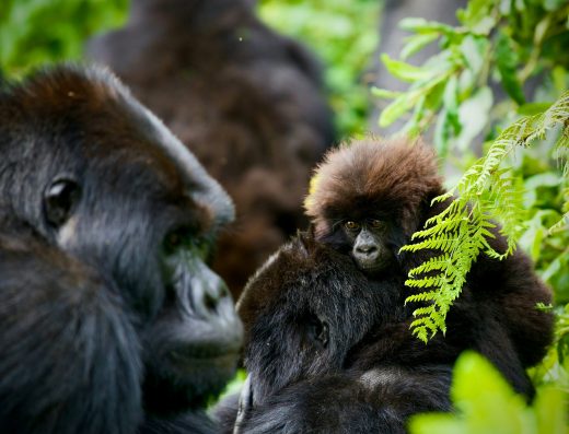 4 Days Rwanda Gorilla Trekking