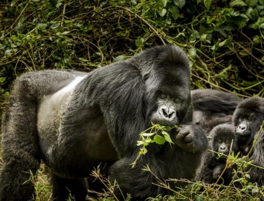 7-Day Tarangire, Serengeti, Ndutu & Crater Safari, photo 4