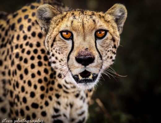 7-Day Tarangire, Serengeti, Ndutu & Crater Safari