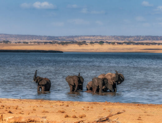3 Days Manyara, Ngorongoro &  Tarangire