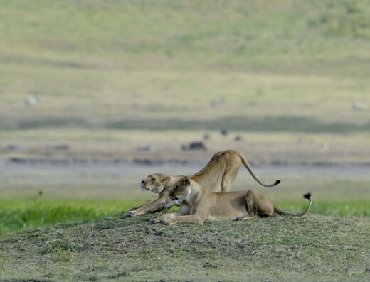 3 Days Manyara, Ngorongoro &  Tarangire