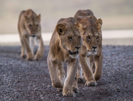 7-Day Tarangire, Serengeti, Ndutu & Crater Safari