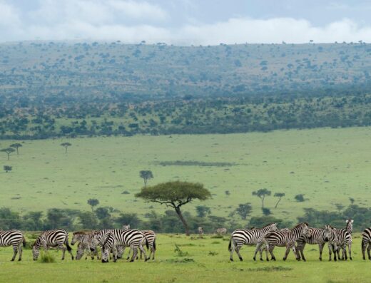 5 Day Accessible Tanzania Safari :Tarangire, Serengeti & Ngorongoro